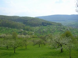 orchard meadow in Germany