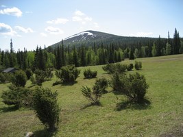 meadow in Finland