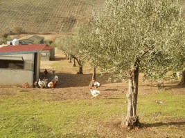 poultry breeding under olive trees italy
