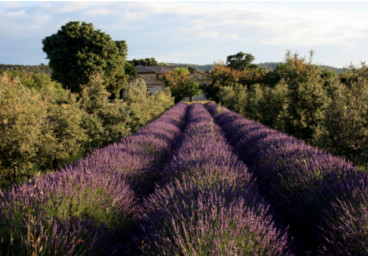 lavender with holm oak in south of France
