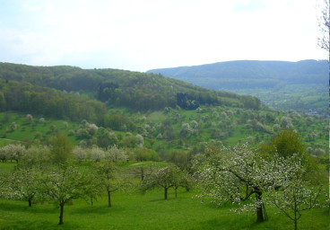 orchard meadows in southern germany